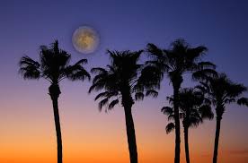 Trees moon water car winter mountains dawn. Full Moon Palm Tree Sunset Photograph By James Bo Insogna