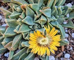 Image result for Nananthus