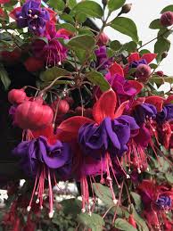 Schedule a denver flower delivery today when you use proflowers. Annuals And Flowering Plants For Your Denver Co Garden