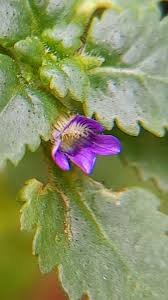 Image result for Stemodia serrata
