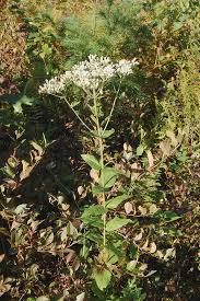 Image result for Ethulia vernonioides