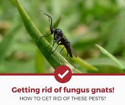 | how to get rid of fungus gnats in houseplants! How To Get Rid Of Fungus Gnats 2021 Edition Pest Strategies