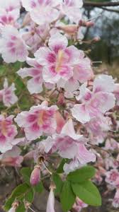 Image result for Stereospermum kunthianum