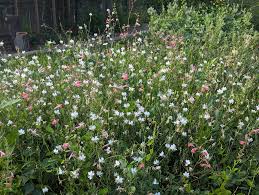 Image result for Vernonia centaureoides