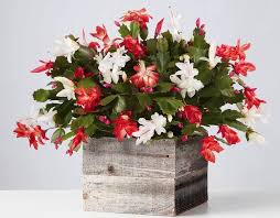 All three varieties of holiday cacti are commonly found in garden centers, home reno stores, and even some florist shops. Best Online Christmas Flowers Finding Sea Turtles