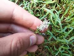 Image result for Acroceras