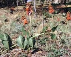 Image result for Erythrina zeyheri