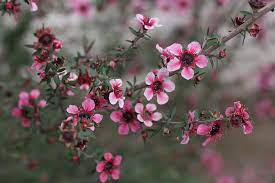 We did not find results for: Leptospermum Scoparium New Zealand Tea Tree Tea Tree Plant Nz Flowers Flowering Perennials
