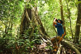 Love it or lose it. Counting Orangutan Nests To Estimate Orangutan Population Wwf