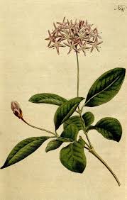 Image result for Dioscorea cotinifolia