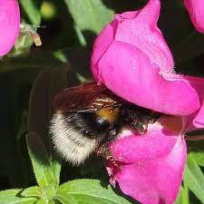 Bee Snapdragon Flowers Snapdragons
