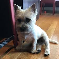 Cairn Terrier Haircut Cairn Terrier Cairn Terrier Puppies Terrier Puppies
