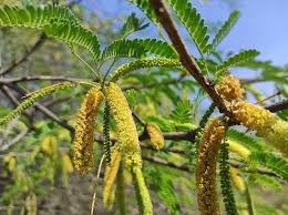 Image result for Prosopis juliflora