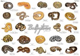 Ball Pythons Theyre Pretty Darned Cool Bioventures