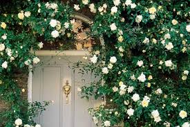 Climbing Plants That Love The Shade Climbing Plants Shade Plants Shade Garden Plants