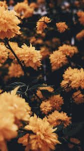 Pin By Jean On Backgrounds Wallpapers Nature Backgrounds Iphone Aesthetic Iphone Wallpaper Preppy Wallpaper