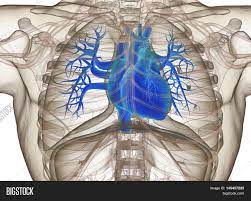 The thoracic cage (rib cage) forms the thorax (chest) portion of the body. Human Heart Rib Cage Image Photo Free Trial Bigstock