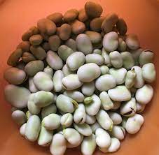 I pop them out of their skins before i freeze them because it usually marks the summer being in full swing and i can sit outside and enjoy the sunshine while podding the beans. Blanching And Freezing Broad Beans