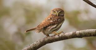 Image result for Allophylus ferrugineus