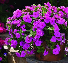 Vinca Nana Rosea 200 Seeds Etsy In 2021 Flower Landscape Flower Seeds Vinca