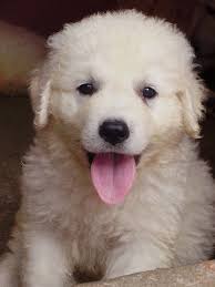 A kuvasz kutya fajta bemutató! Kuvasz Wikiwand