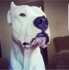 Dogo Argentino Kopek Oyuncaklari Hayvan Fotografciligi Fotograf