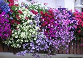 Piante da interno sempreverdi e resistenti: Piante E Fiori Da Balcone Perenni O Resistenti Quali Sono E Come Curarle Pourfemme Fiori Da Balcone Piante Da Balcone Piante Da Giardino