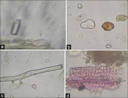 Image result for Bacopa floribunda