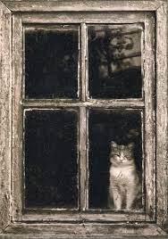 Karanligi Aydinlatan Isik Blog Archive Pencere Kedisi Cats Cat Window Cats And Kittens
