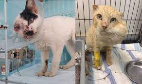 Di rumah saya bagai pusat org buang kucing. Penderitaan Masai Sentuh Hati Pengusaha Pusat Perlindungan Cekal Pertahan Syurga Si Bulus I Suke Mstar