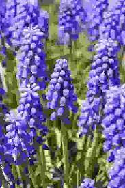 Un fiore selvatico può essere coltivato in un giardino di città? Bulbi Muscari Come Curarli E Conservarli Con Successo