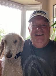 Poodle available for adoption