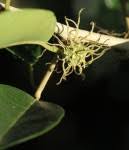 Image result for Maclura africana