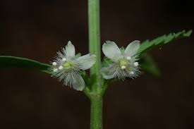 Image result for Scoparia dulcis