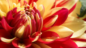 We did not find results for: Red And White Dahlia Valley Porcupine Hd Wallpaper Background Image 2560x1440