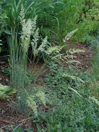 Image result for Koeleria