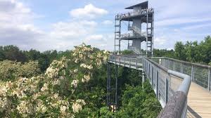 Auch unterhalb des pfades gibt es besonderheiten: Baumkronenpfad Beelitz Heilstatten Ausflugstipp Mit Kindern Himbeer