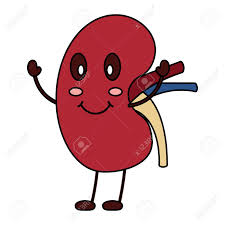 Cartoon Happy Human Kidney Smiling Character Vector Illustration Royalty Free Cliparts Vectors And Stock Illustration Image 96659462 Cartoon yourself and convert your photo and picture into cartoon effect in one click, directly online and cartoon yourself is 100% online, you don't have to install any software on your pc or mac, our. cartoon happy human kidney smiling character vector illustration