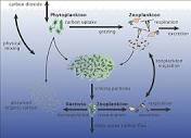 Marine microorganisms - Wikipedia