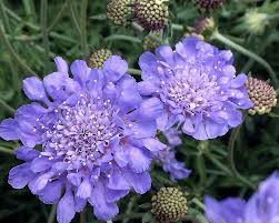 Image result for Scabiosa