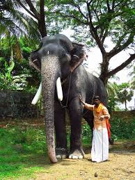 Watch short videos about #mangalamkunnu_karnan on tiktok. Facebook
