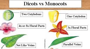 Even though the general pattern of floral parts is similar in all monocot plants, the color, size, form, and anatomical arrangement of the flowers vary greatly among different species. Effective And Creative Lesson Plans For Teachers By Teacher Lesson Plan Of Characteristics Of Monocot And Dicot Plantsgeneral Science Grade V