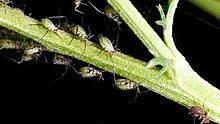 Ants complete pest control home facebook. Aphid Wikipedia