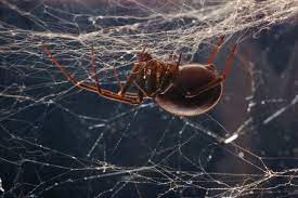 Black widow spiders are considered venomous spiders in north america. Black Widow Is B C S Only Dangerous Spider And It S Shy Times Colonist