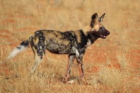 They do not look dangerous but they can be. African Wild Dog Wikipedia