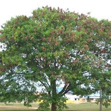 Image result for Leucaena