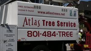 At atlas tree service, we recognize the value trees bring into our lives and surroundings, and have created a suite of quality tree care services that are led by our certified arborists to help care for and. Atlas Tree Service Service Atlas Twitter