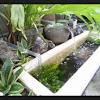 Cara membuat kolam ikan sendiri di area taman rumah. 1