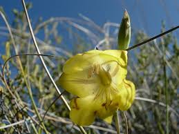 Image result for Gladiolus permeabilis
