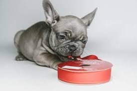 Get the best deals on one of a kind artist teddy bears when you shop the largest online selection at ebay.com. What Is The Mini French Bulldog Frenchie World Shop